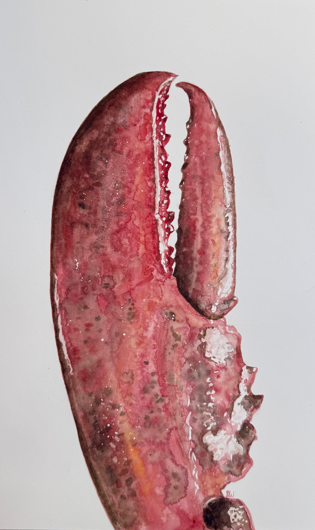 Lobster Claw