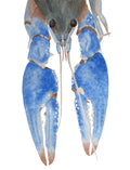 Blue Lobster