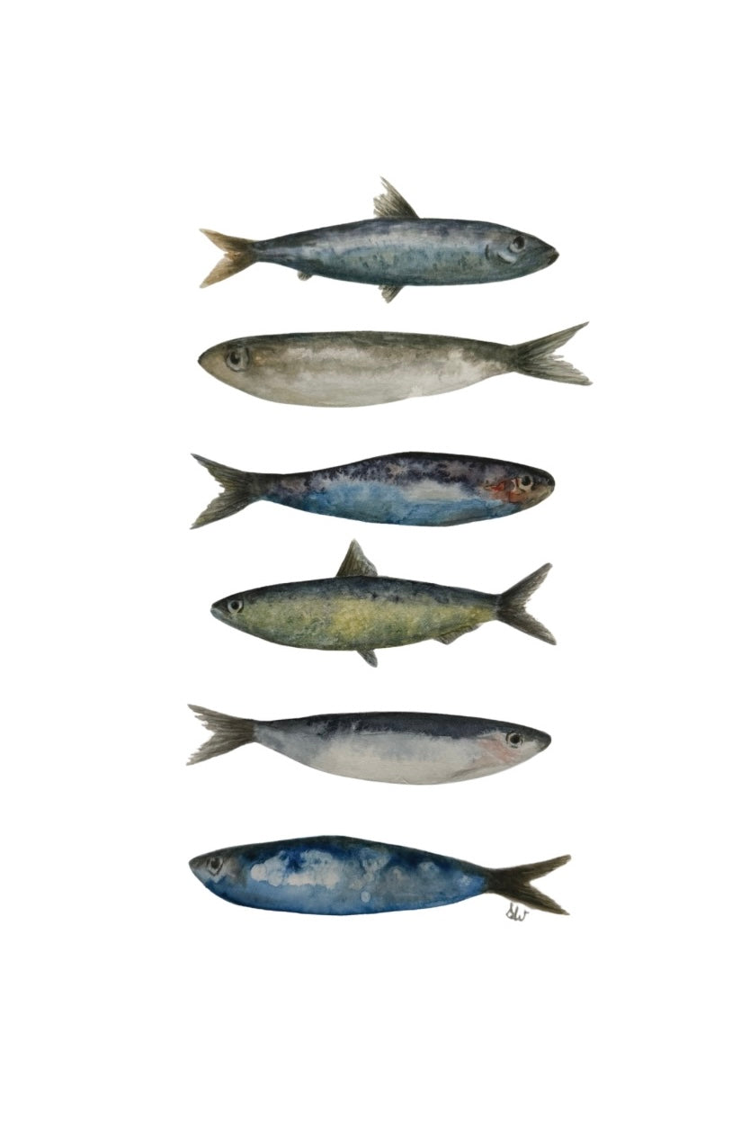 Fish