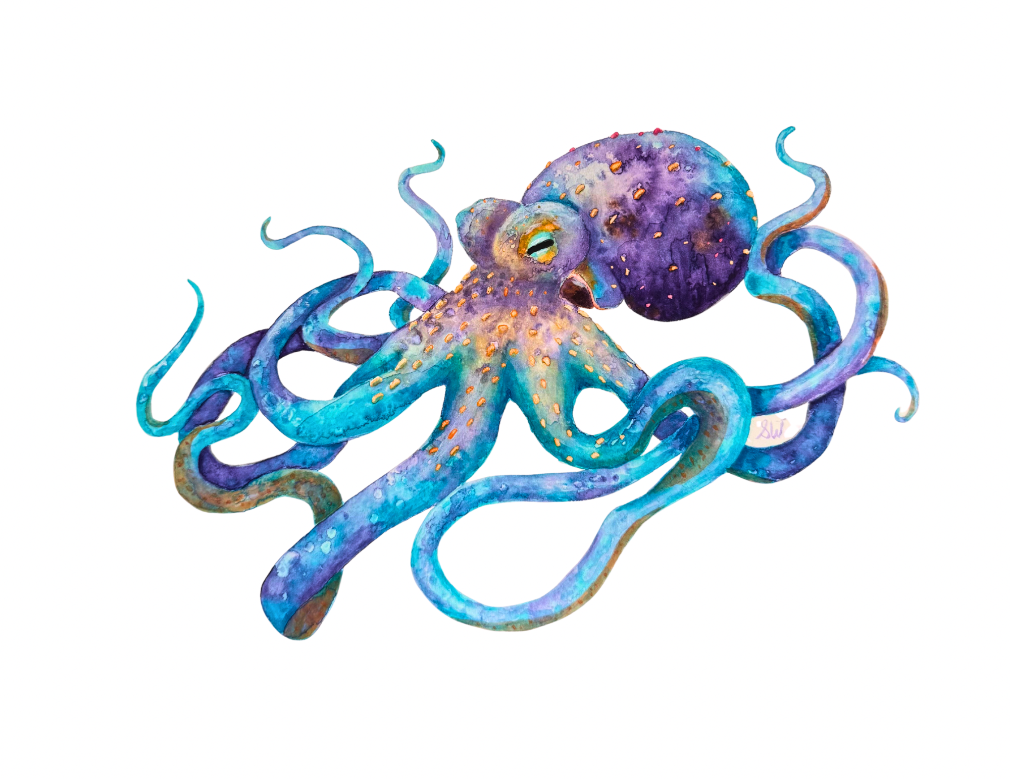 Octopus