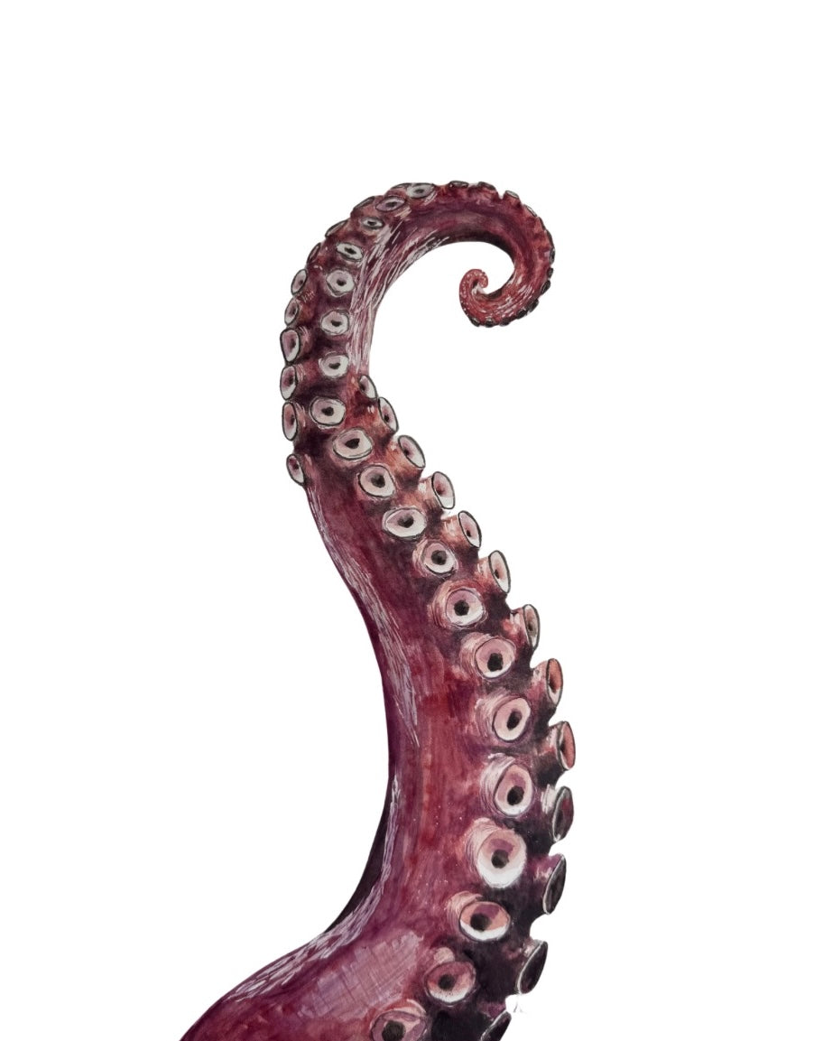 Octopus Arm