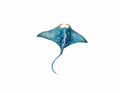Ray